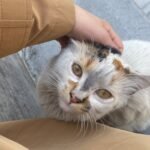 A calico cat enjoys being petted outdoors, showing off its beautiful whiskers and friendly eyes.