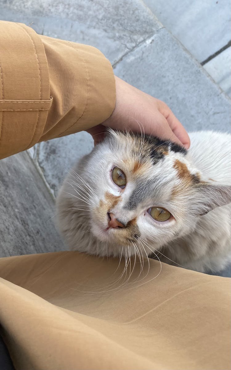A calico cat enjoys being petted outdoors, showing off its beautiful whiskers and friendly eyes.