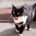A playful tuxedo cat with a pink nose licking itself in the sun.