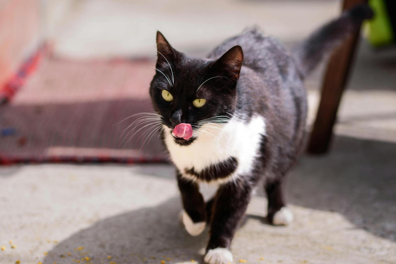 A playful tuxedo cat with a pink nose licking itself in the sun.