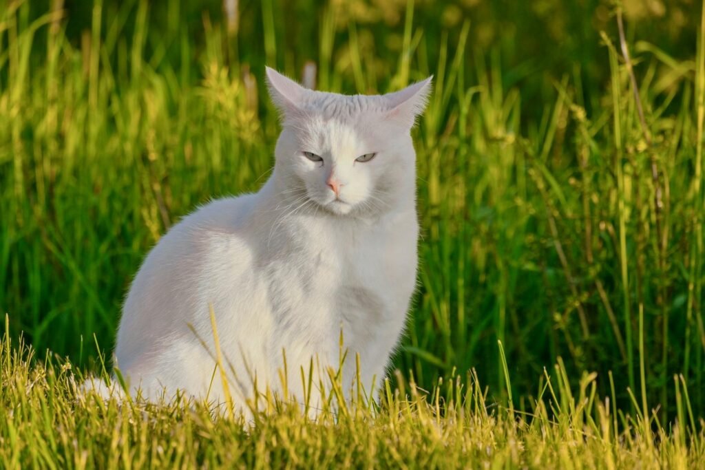 A white Turkish Angora cat sitting in a lush green field staring attentively.