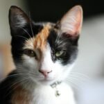 Close-up portrait of a calico cat showcasing its vibrant fur and sharp whiskers.