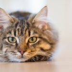 A fluffy tabby cat with piercing eyes resting indoors, showcasing its beautiful coat and whiskers.