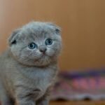 Cute Scottish Fold kitten with gray fur looking curiously indoors, perfect for pet lovers.
