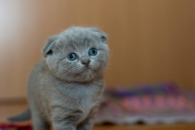 Cute Scottish Fold kitten with gray fur looking curiously indoors, perfect for pet lovers.