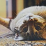 Cute domestic cat lying upside down on a carpet with whiskers showing, looking playful and relaxed.