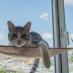 Adorable cat lounging on a window hammock with a city view in Sivas, Türkiye.