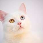 A fluffy white cat with one blue and one yellow eye, showcasing its striking heterochromia.