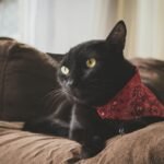 Black cat with a red bandana lounging on a brown sofa indoors, showcasing a cozy domestic setting.