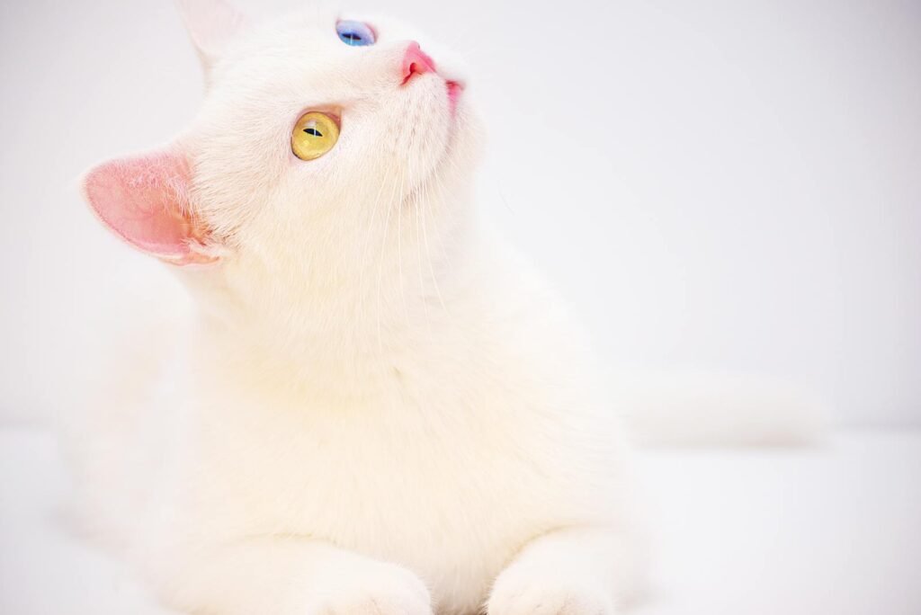 Adorable white cat with distinct heterochromia eyes, looking curious and cute.