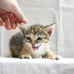 Adorable kitten playfully interacting with a human hand on a white background.