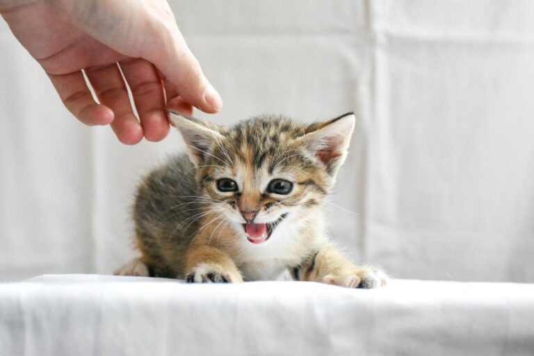 Adorable kitten playfully interacting with a human hand on a white background.