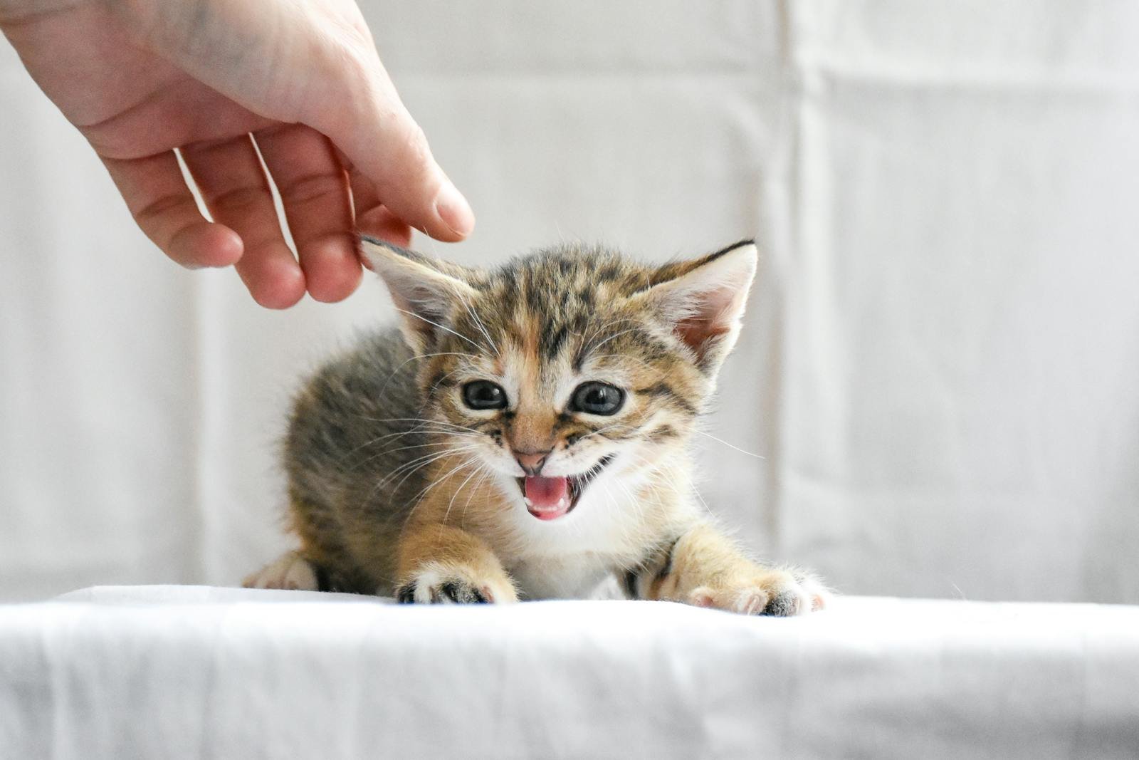 Adorable kitten playfully interacting with a human hand on a white background.