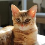 Cute ginger kitten lying on a sunlit bed with a relaxed pose indoors.