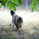 A majestic Maine Coon cat strolling under green foliage on a grassy field.