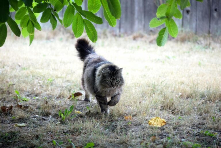 A majestic Maine Coon cat strolling under green foliage on a grassy field.