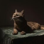 A tabby cat sits gracefully on a patterned surface under warm, selective lighting.