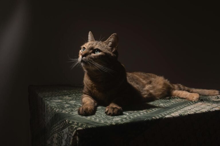 A tabby cat sits gracefully on a patterned surface under warm, selective lighting.