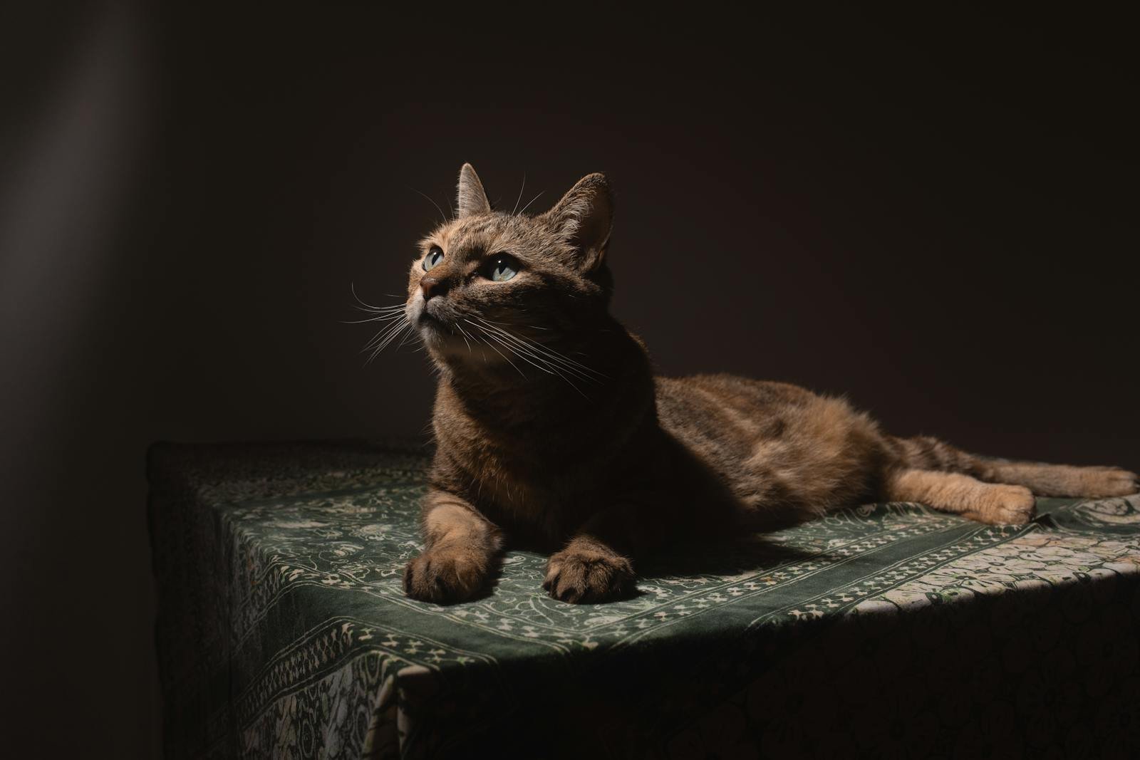 A tabby cat sits gracefully on a patterned surface under warm, selective lighting.