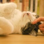 Close-up of a relaxed cat being gently petted indoors.