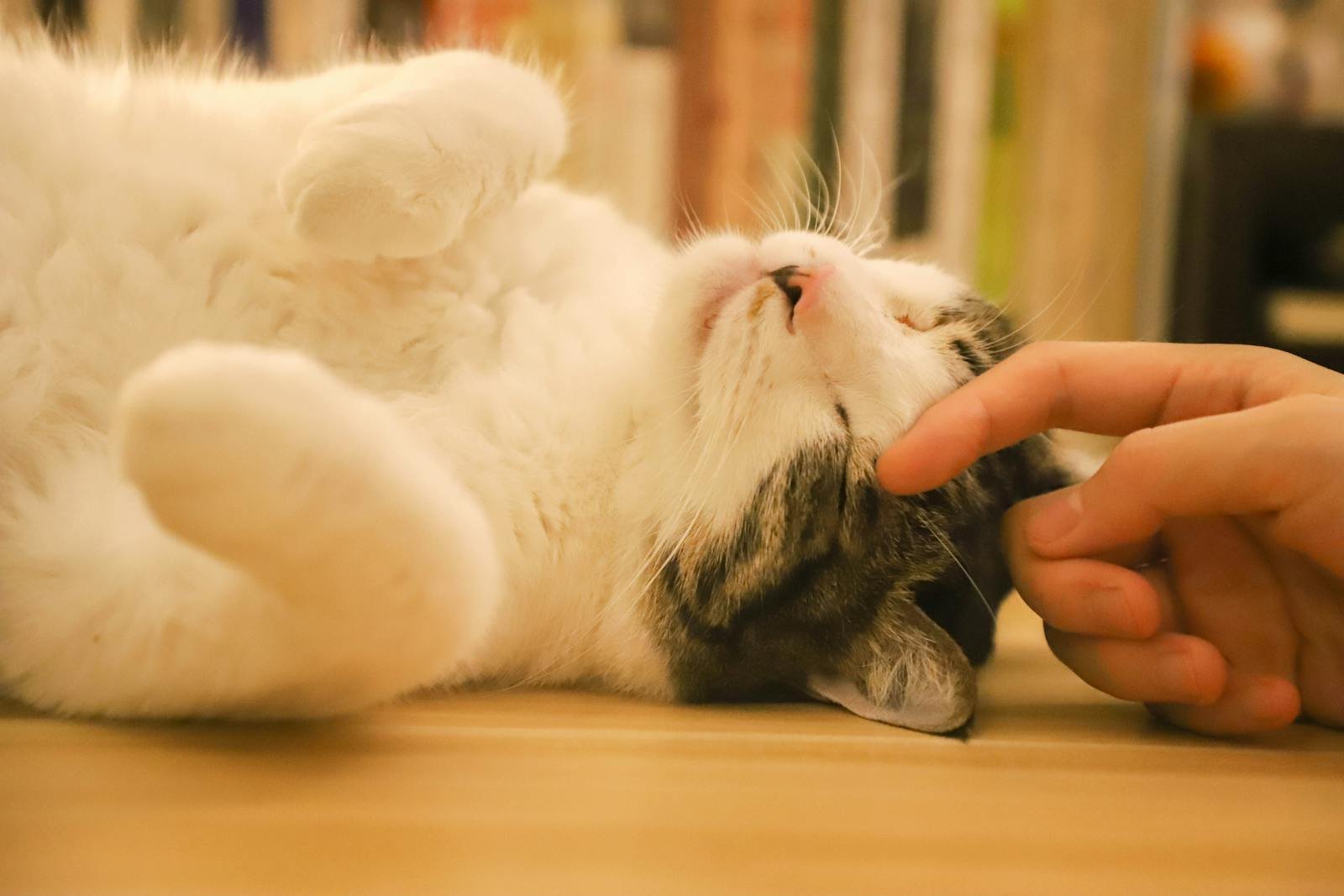 Close-up of a relaxed cat being gently petted indoors.
