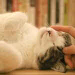 A grey and white cat enjoying a gentle head scratch indoors, showcasing its affectionate nature.
