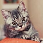 Charming close-up of a tabby kitten resting inside with soft fur and curious gaze.