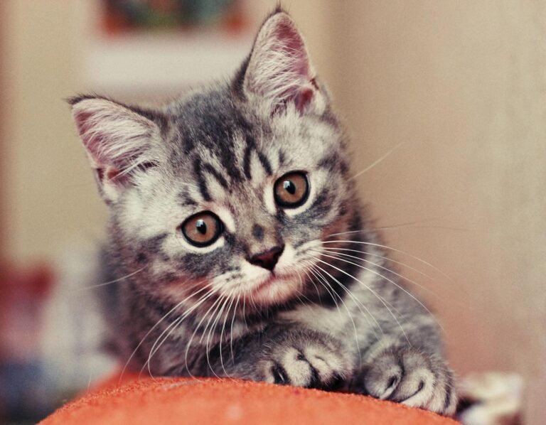 Charming close-up of a tabby kitten resting inside with soft fur and curious gaze.