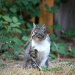 A charming tabby cat with white fur sits among greenery in a backyard.