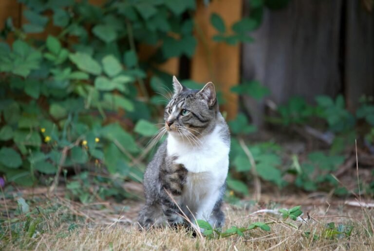 A charming tabby cat with white fur sits among greenery in a backyard.