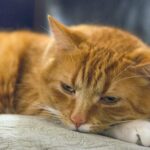 A ginger tabby cat lounging comfortably on a cushion, looking relaxed and content.