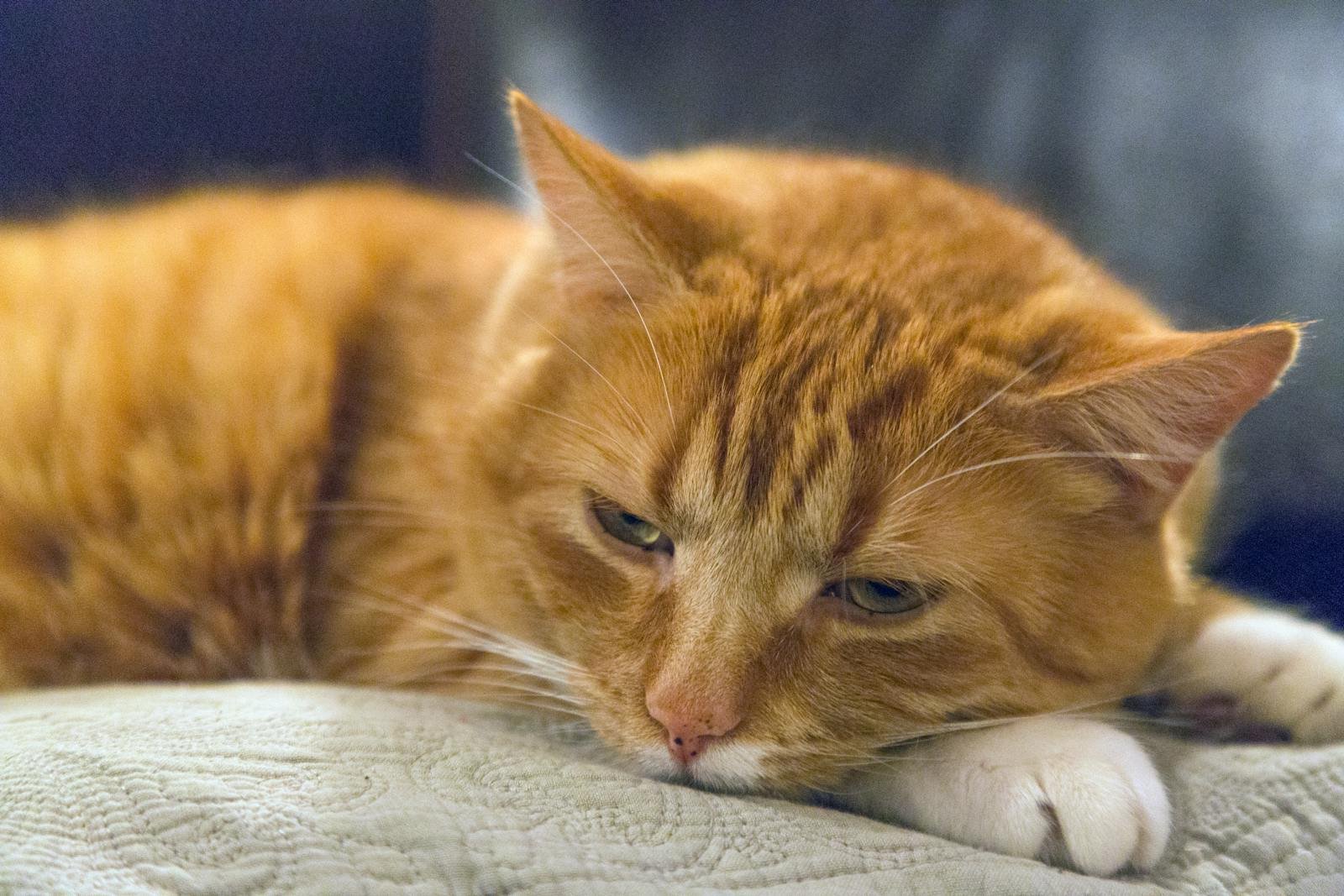 A ginger tabby cat lounging comfortably on a cushion, looking relaxed and content.