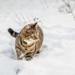 A tabby cat walking through a snow-covered field in Novi Sad, Serbia.