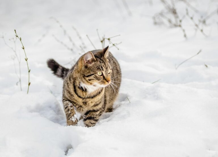 A tabby cat walking through a snow-covered field in Novi Sad, Serbia.