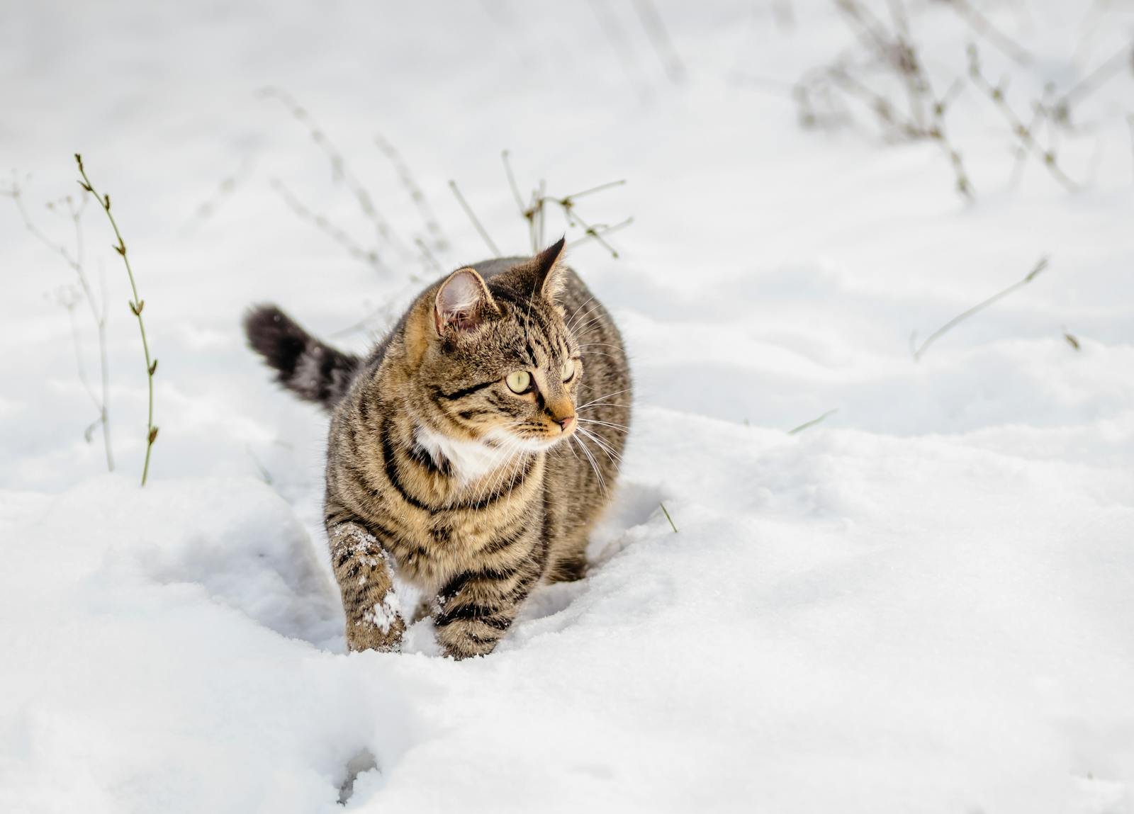A tabby cat walking through a snow-covered field in Novi Sad, Serbia.