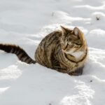 A cute tabby cat sits on fresh snow in a winter landscape.