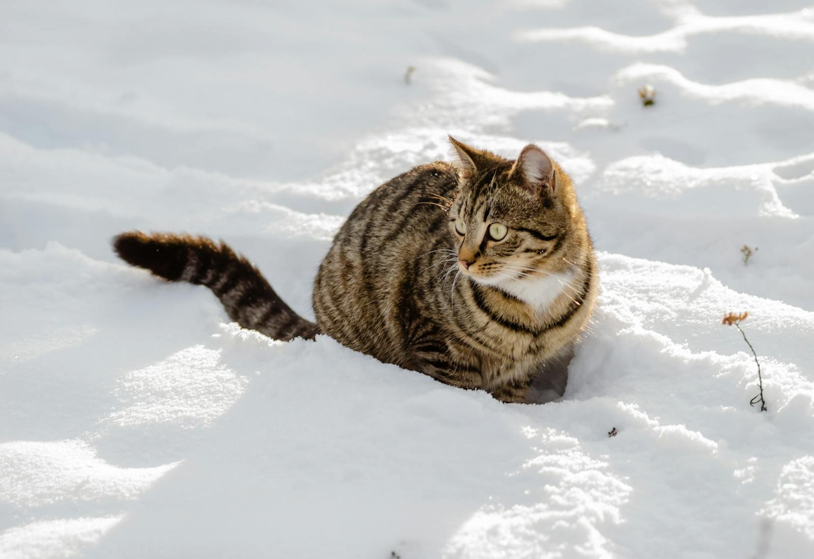A cute tabby cat sits on fresh snow in a winter landscape.