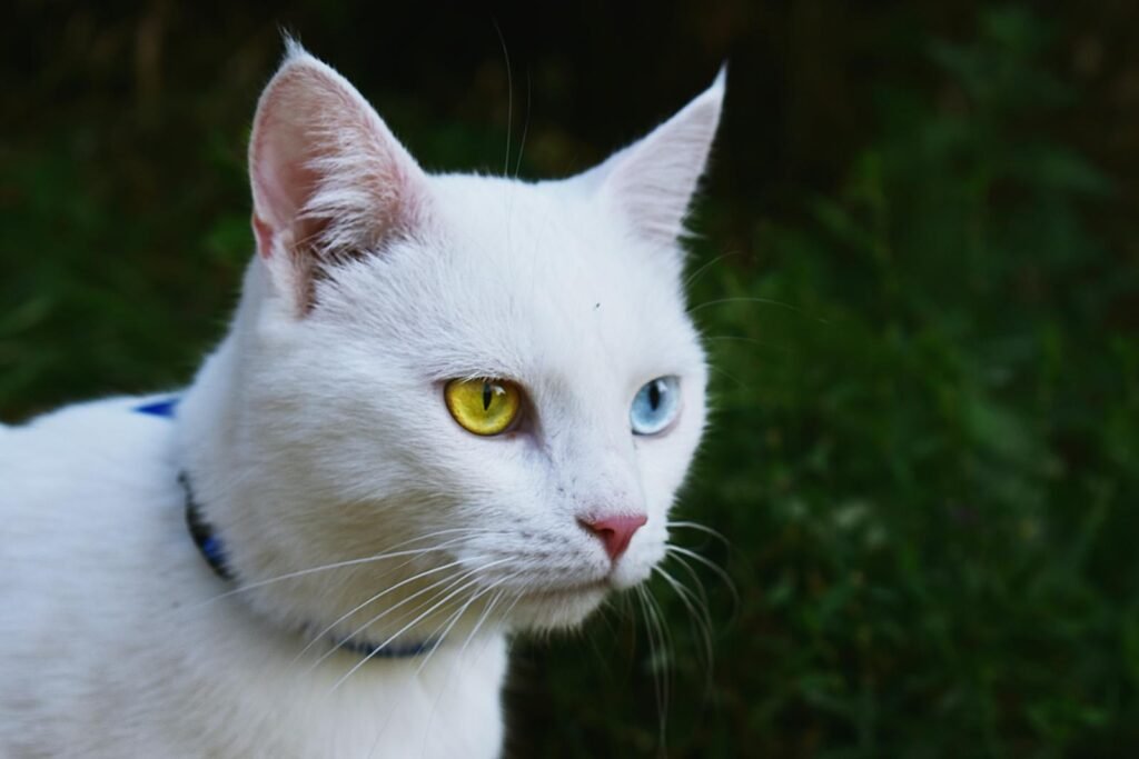 A white cat with heterochromia and a collar gazes outdoors, showcasing striking blue and yellow eyes.