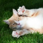 Cute orange tabby cat lying on lush green grass, showing its playful side.