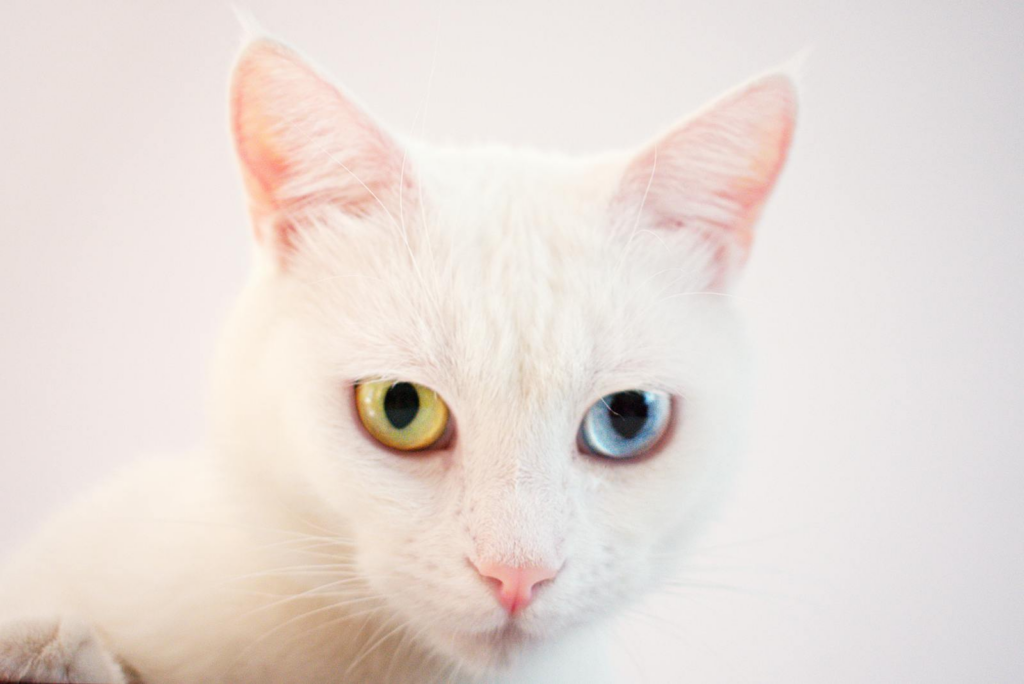 Close-up of a beautiful white cat with heterochromia showcasing mesmerizing eyes.