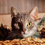 Vibrant close-up of a tabby cat sitting in a woven basket with a curious expression.