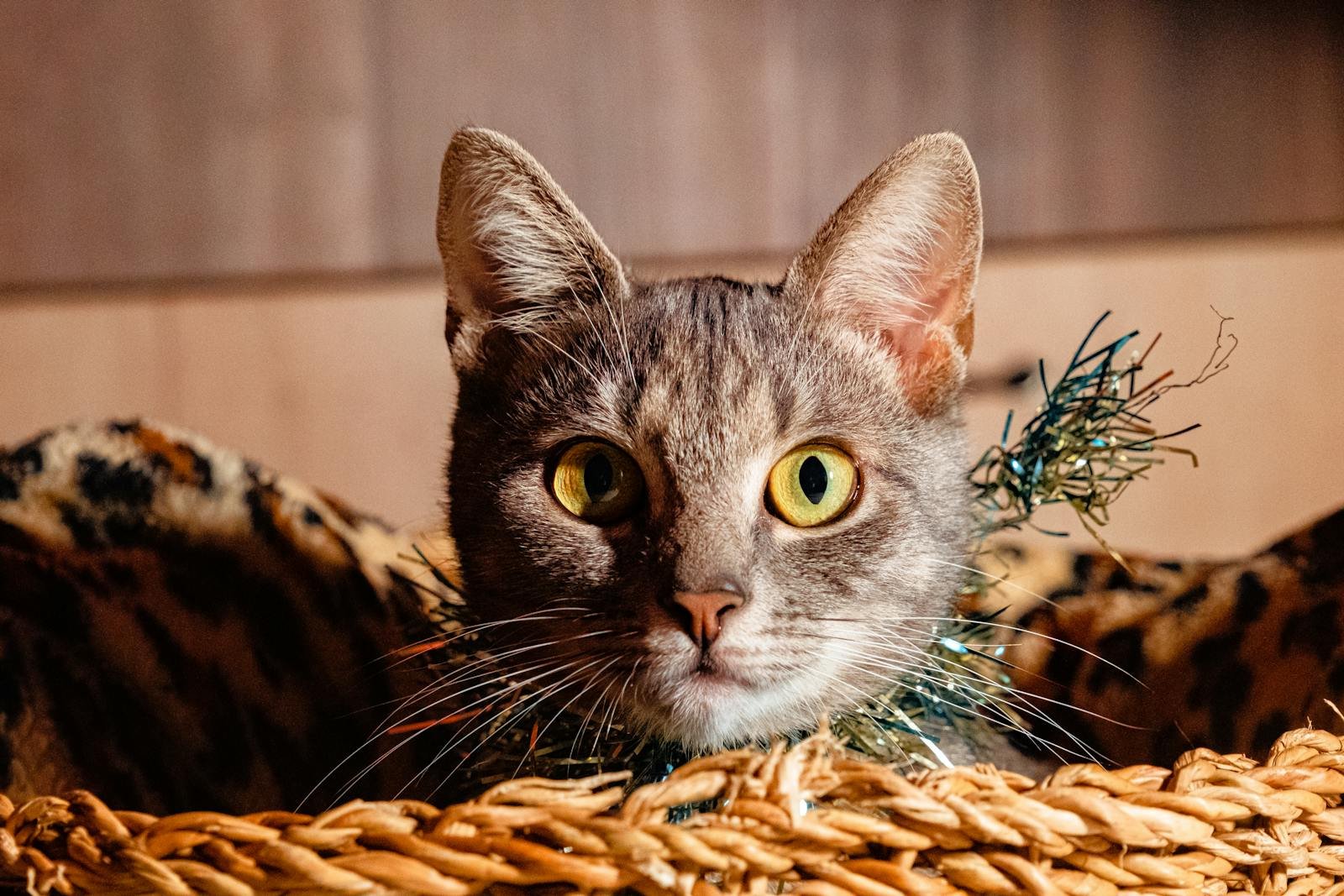 Vibrant close-up of a tabby cat sitting in a woven basket with a curious expression.