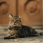 A domestic cat with fluffy fur lounges on a city sidewalk in soft evening light.