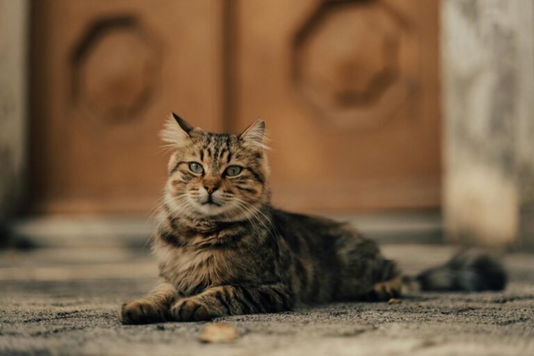 A domestic cat with fluffy fur lounges on a city sidewalk in soft evening light.