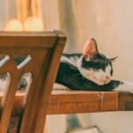 A black and white cat peacefully sleeping on a light-colored wooden table indoors.