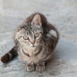 Striped tabby cat with one ear sitting on a concrete pavement outdoors.