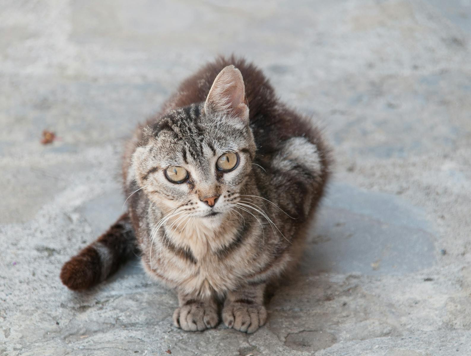 Striped tabby cat with one ear sitting on a concrete pavement outdoors.