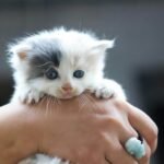 Cute grey and white kitten being held in a hand, showcasing its adorable face.
