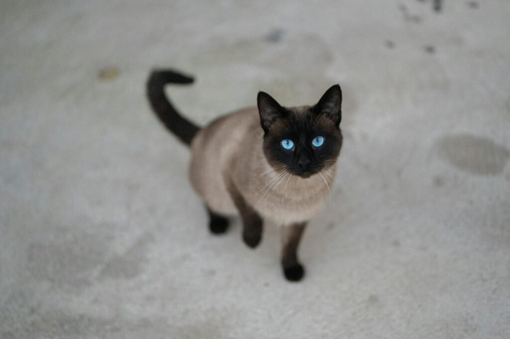 A beautiful Siamese cat with piercing blue eyes captured outdoors in Portugal.