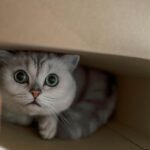 A cute British Shorthair cat peeks out from a cardboard box, showcasing curiosity and charm.